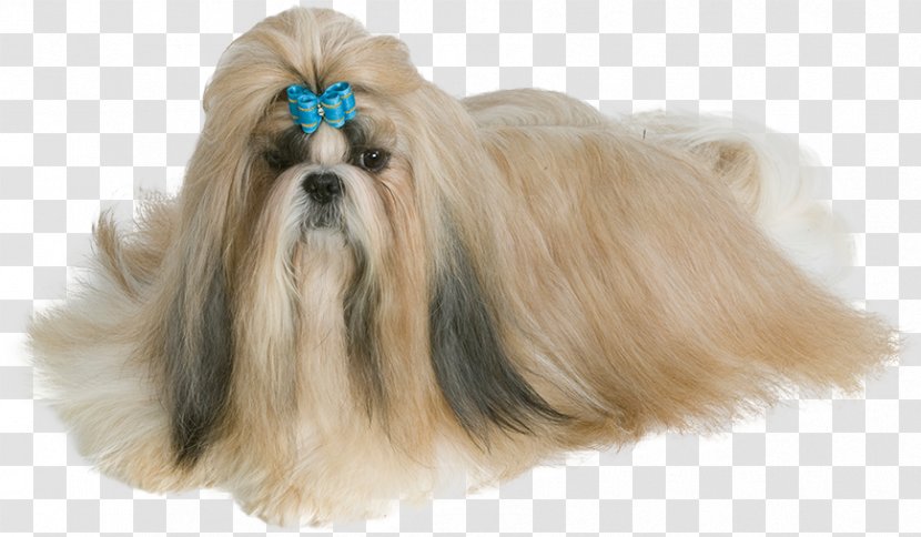 Dog And Cat - Toy - Havanese Tibetan Terrier Transparent PNG