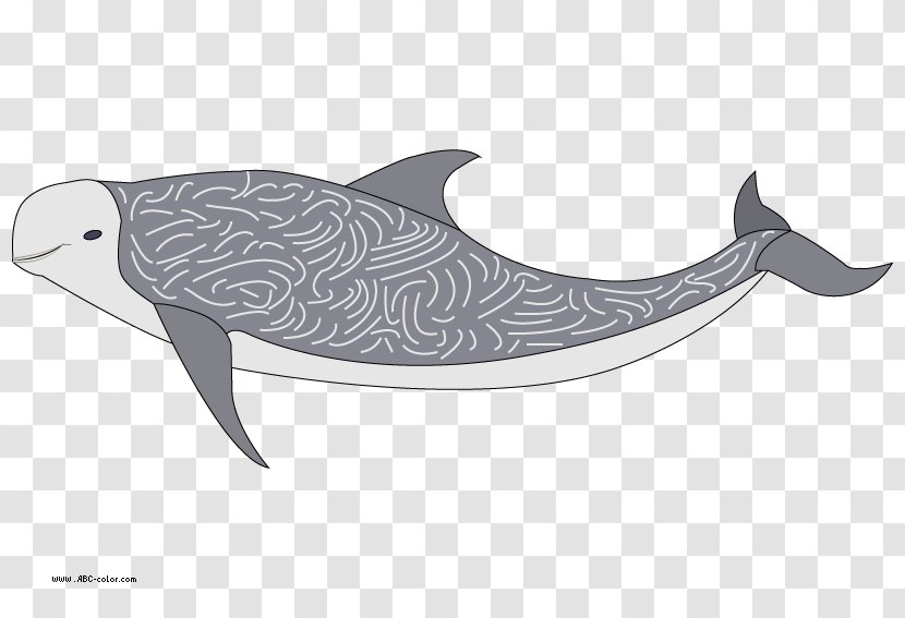 Tucuxi Porpoise Risso's Dolphin Transparent PNG