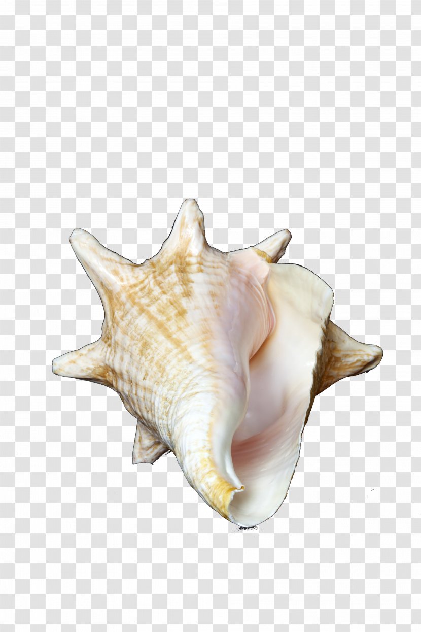 Sea Snail Clip Art - Fish - Conch Transparent PNG