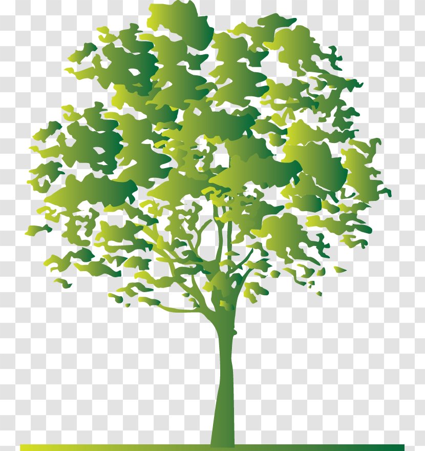 Tree Twig White - Plant Stem - Design Transparent PNG