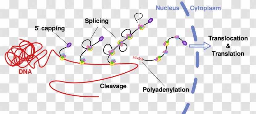 RNA Splicing Precursor MRNA Alternative Messenger - Protein Biosynthesis - Posttranscriptional Modification Transparent PNG