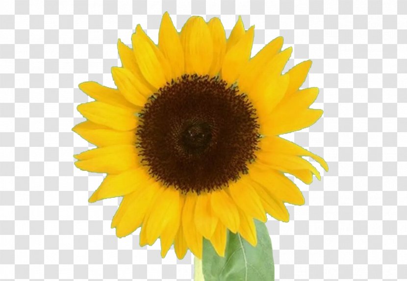 Common Sunflower Avatar Cartoon - Character Structure - A Transparent PNG