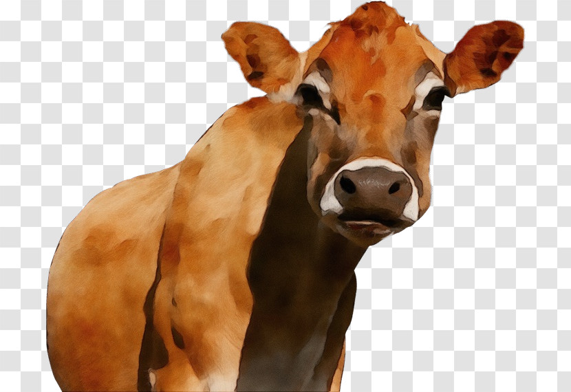 Bovine Dairy Cow Calf Snout Livestock Transparent PNG