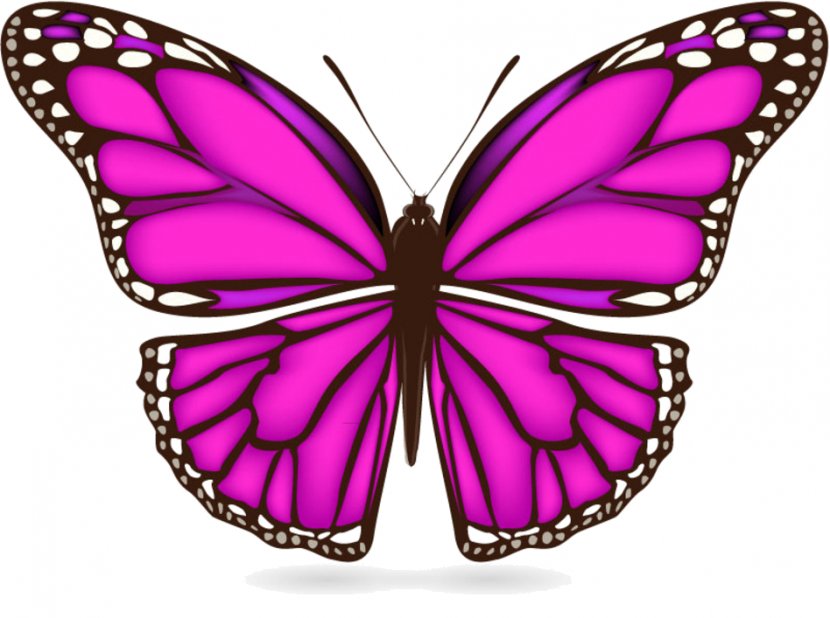 Butterfly Vector Graphics Clip Art Cartoon Drawing - Pollinator - Ve Transparent PNG