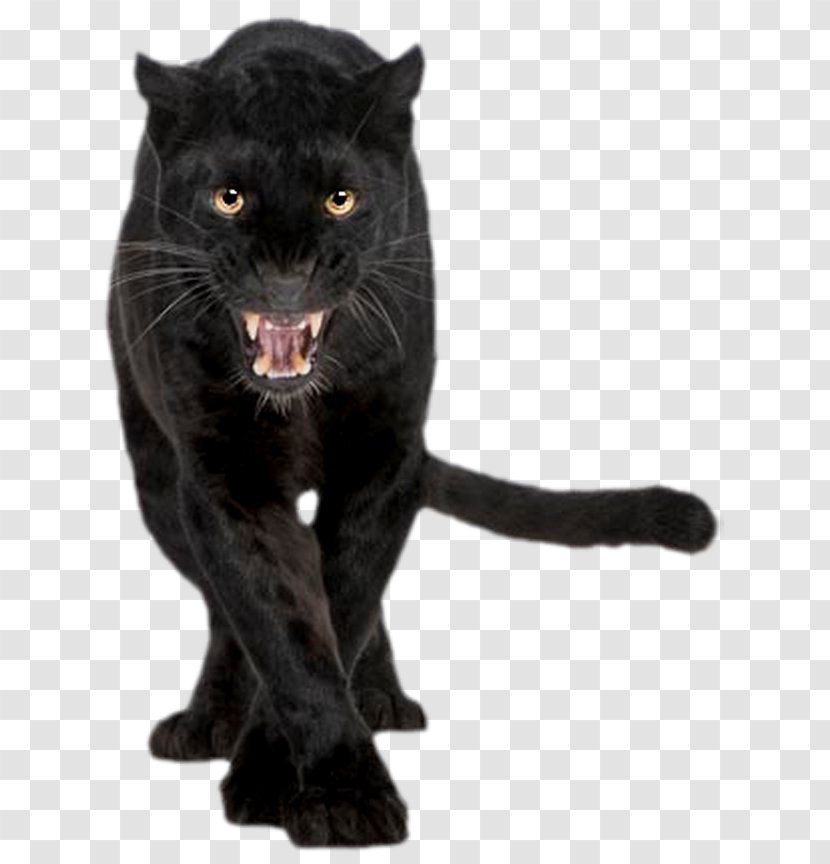 Black Panther Jaguar Cougar Felidae Cat Transparent PNG