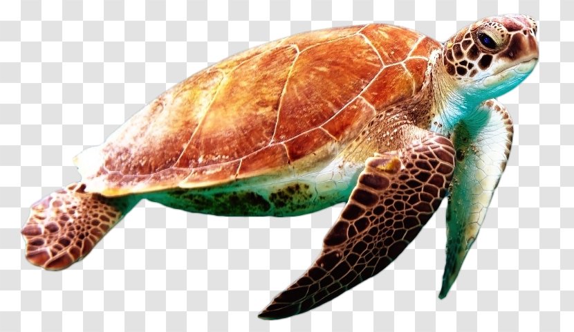 Green Sea Turtle Reptile - Loggerhead Transparent PNG