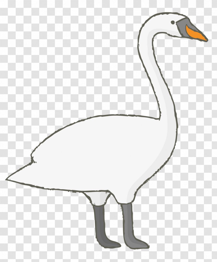 Duck Domestic Goose Cygnini - Bird - White Transparent PNG