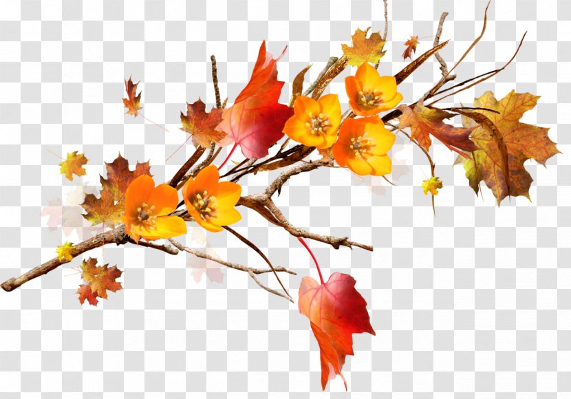 Leaf Autumn Flower Branch Floral Design - Maple Tree Transparent PNG