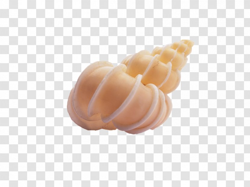 Seashell Conch - Ice Cream Cone - Shell Transparent PNG