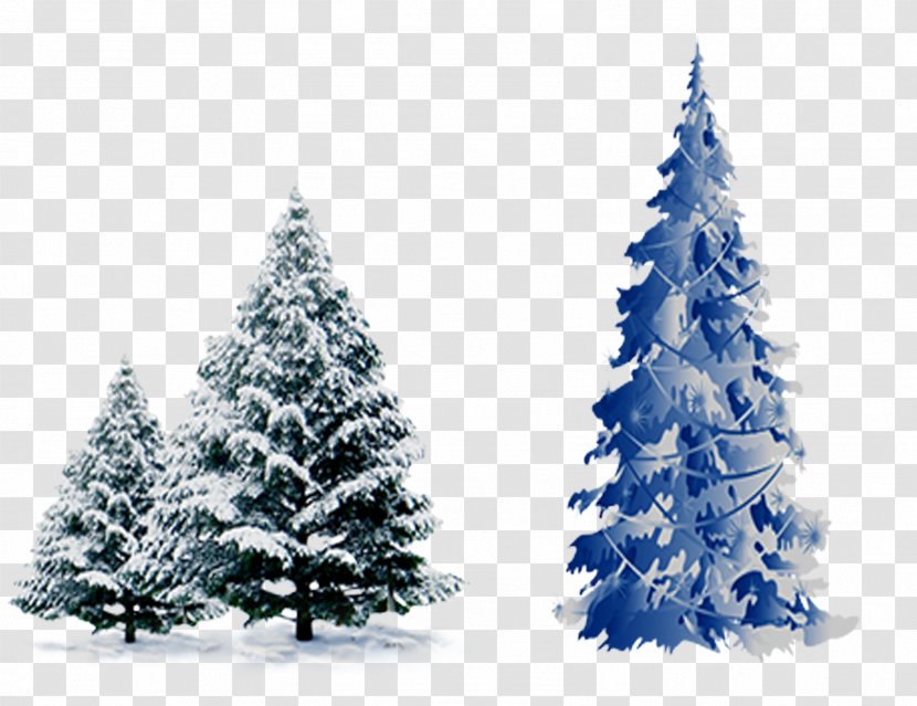 Christmas Tree Cedar Pine Spruce - Family - With Snow Transparent PNG