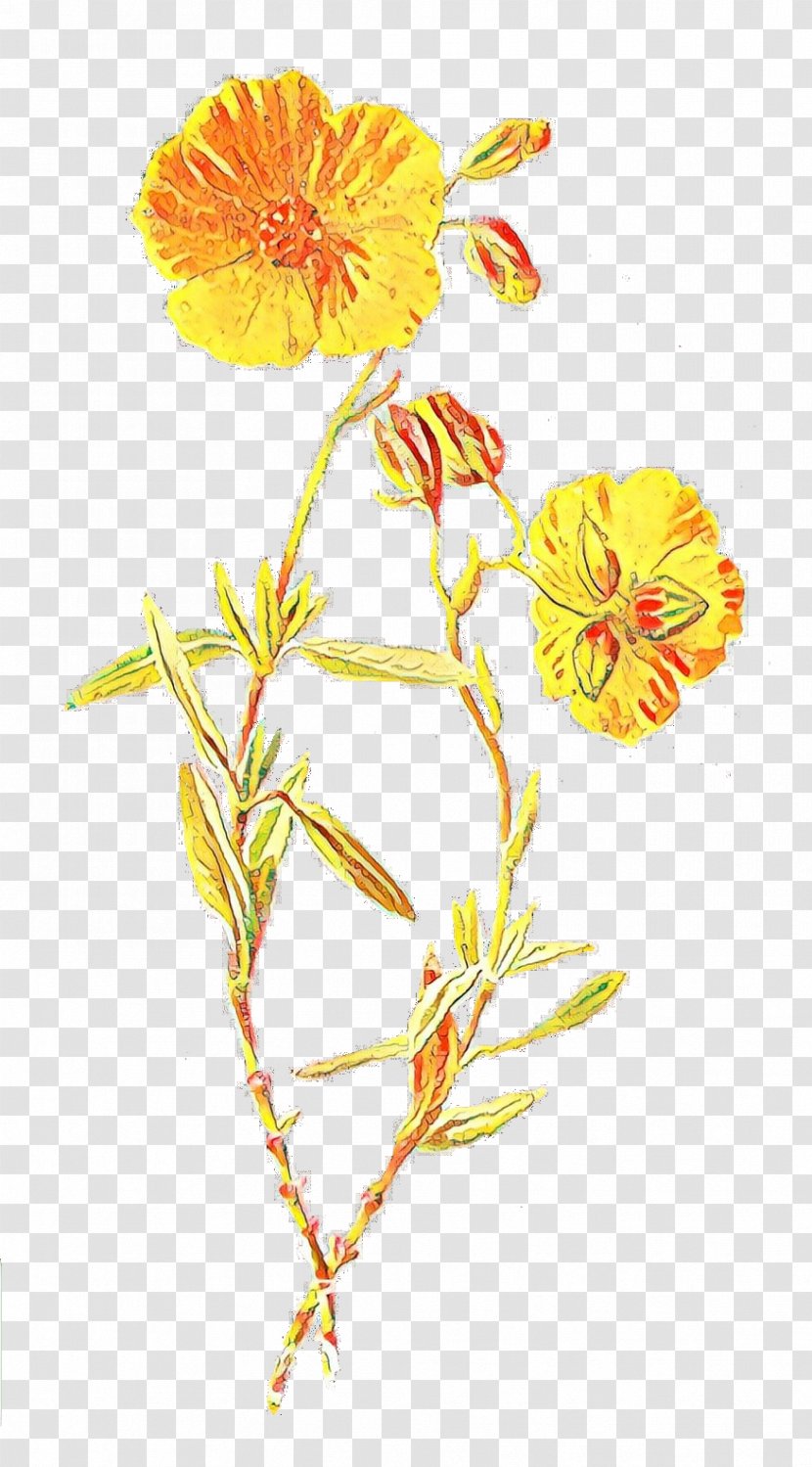 Familiar Wild Flowers Botanical Illustration Botany Wildflower - Plants - Petal Transparent PNG