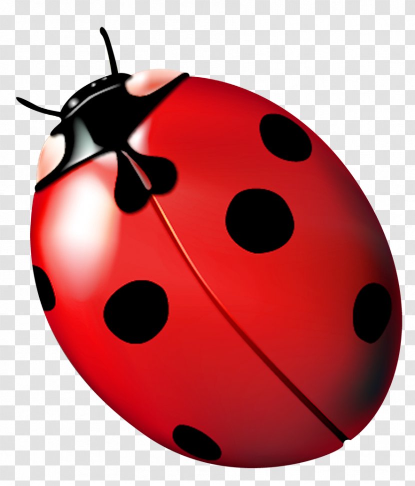 Ladybird Beetle Ladybug, Fly Away Home - Invertebrate - Joaninha Transparent PNG