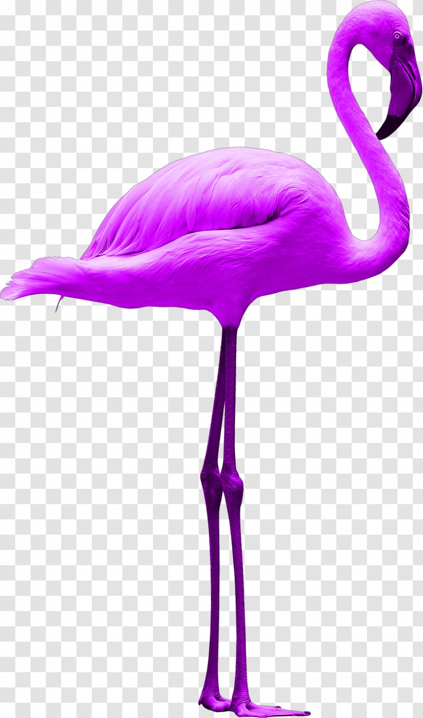 Flamingos Brand Marketing Consumer Semiotics - Flamingo Transparent PNG