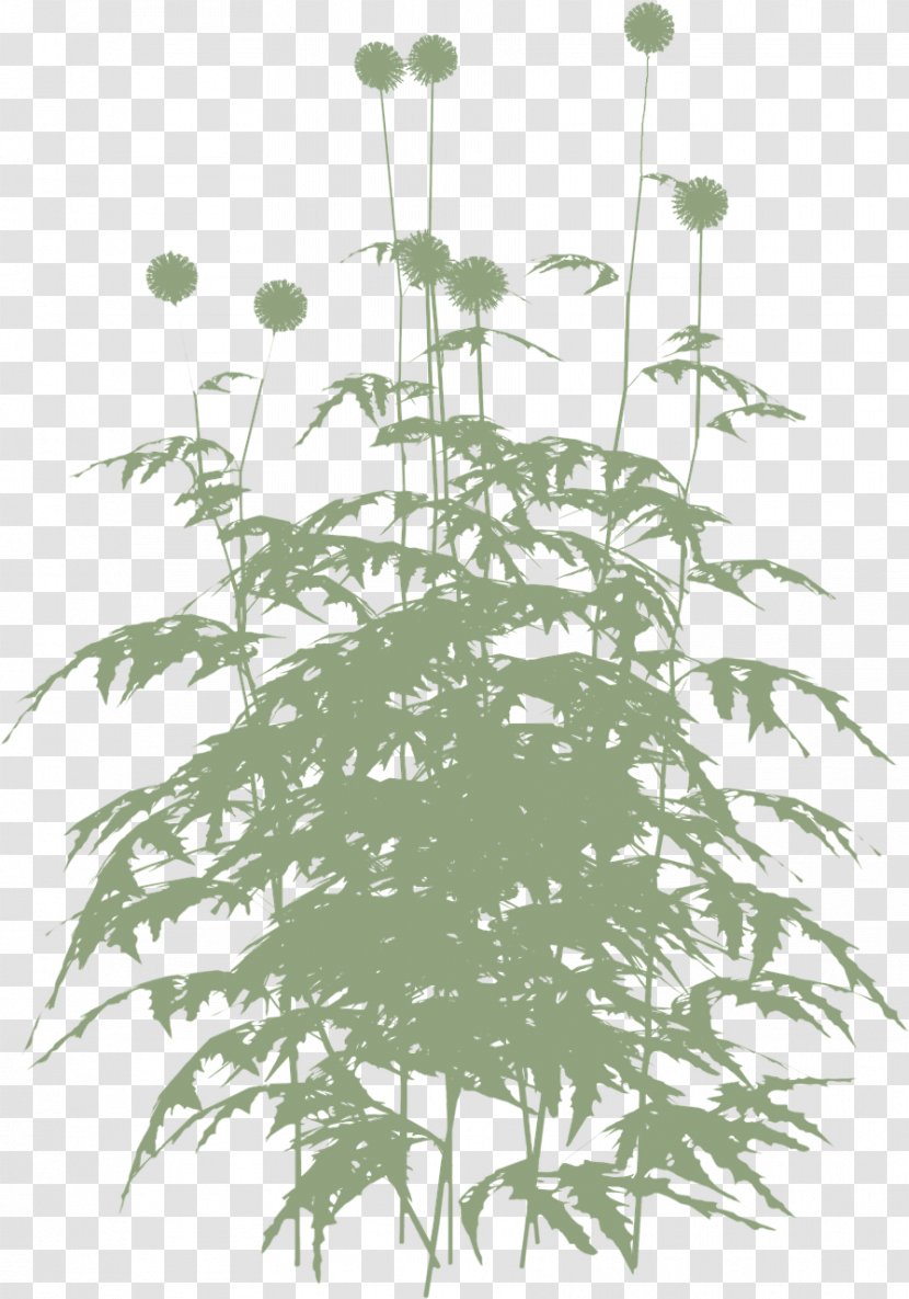 Plant Stem Leaf Flowering Herb Transparent PNG
