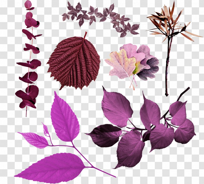 Violet Petal Flower Leaf - Flora Transparent PNG