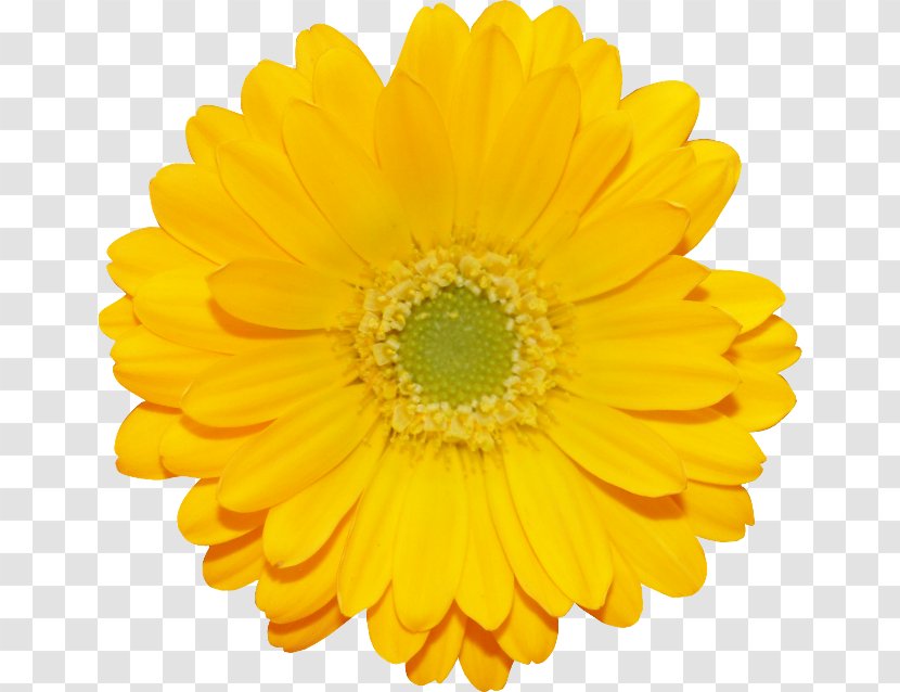 Transvaal Daisy Stock Photography Flower Yellow - Red - Apricot Blossom Transparent PNG