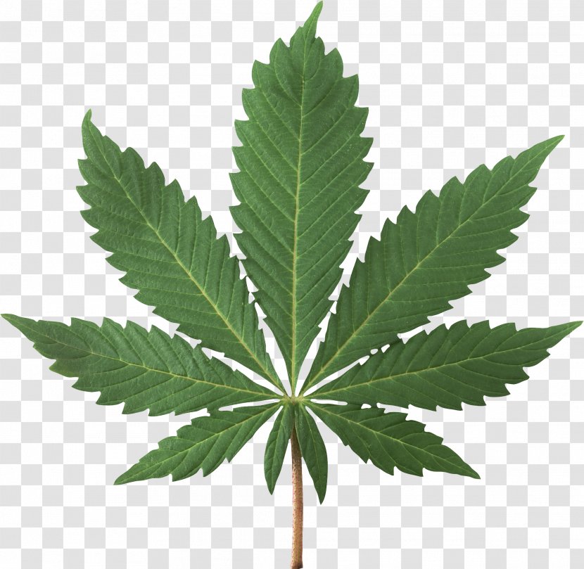 Cannabis Sativa Smoking Ruderalis Marijuana - Leaf Transparent PNG