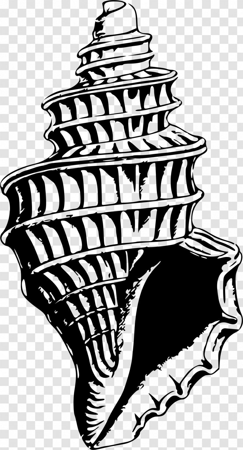 Black And White Drawing Clip Art - Visual Arts - Seashell Transparent PNG