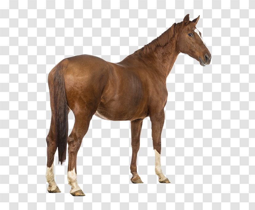 Light Arabian Horse Equestrian Tail Tack Transparent PNG