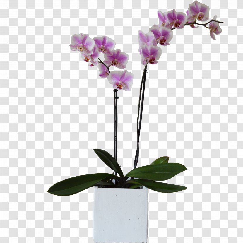 Moth Orchids Plant Cut Flowers Flowerpot - Flower - Orchid Transparent PNG