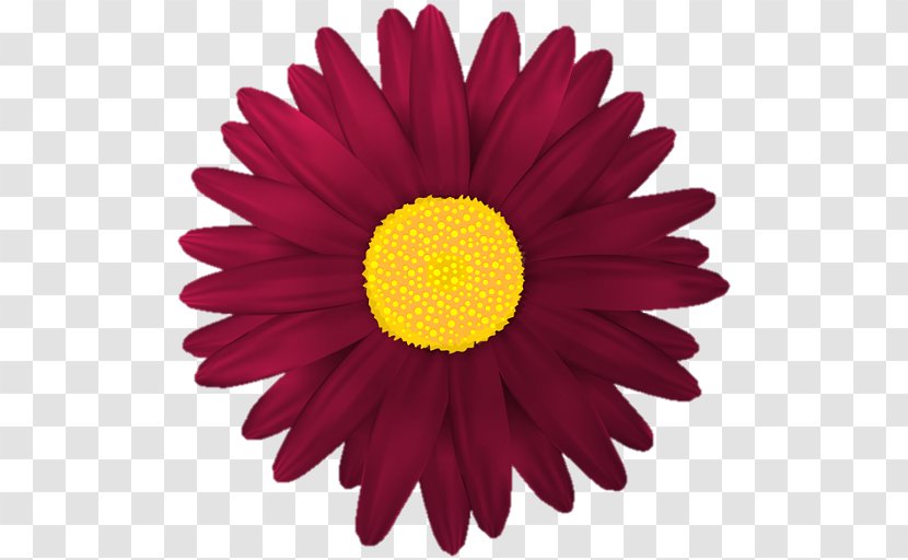 Clip Art Flower Transvaal Daisy Desktop Wallpaper - Royaltyfree - Red Transparent PNG