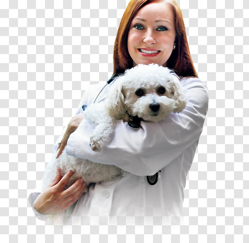 Cavachon Cockapoo Schnoodle Puppy Havanese Dog - Carnivoran - Veterinary Doctor Transparent PNG