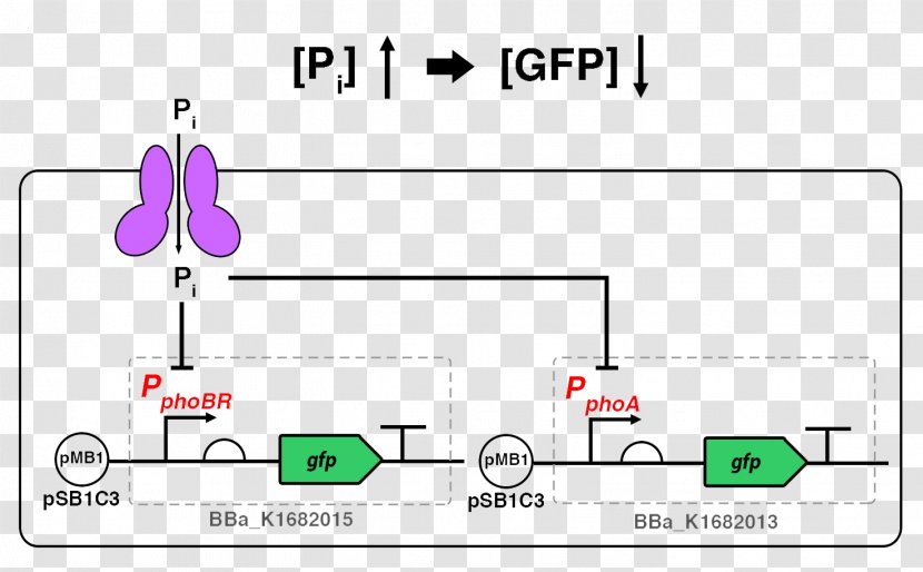 International Genetically Engineered Machine Phosphorus E. Coli Phosphate Green Fluorescent Protein - Plasmid - Parallel Transparent PNG