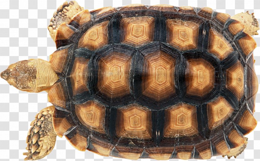 Turtle Shell Reptile Carapace Chinese Softshell - Pond Slider Transparent PNG