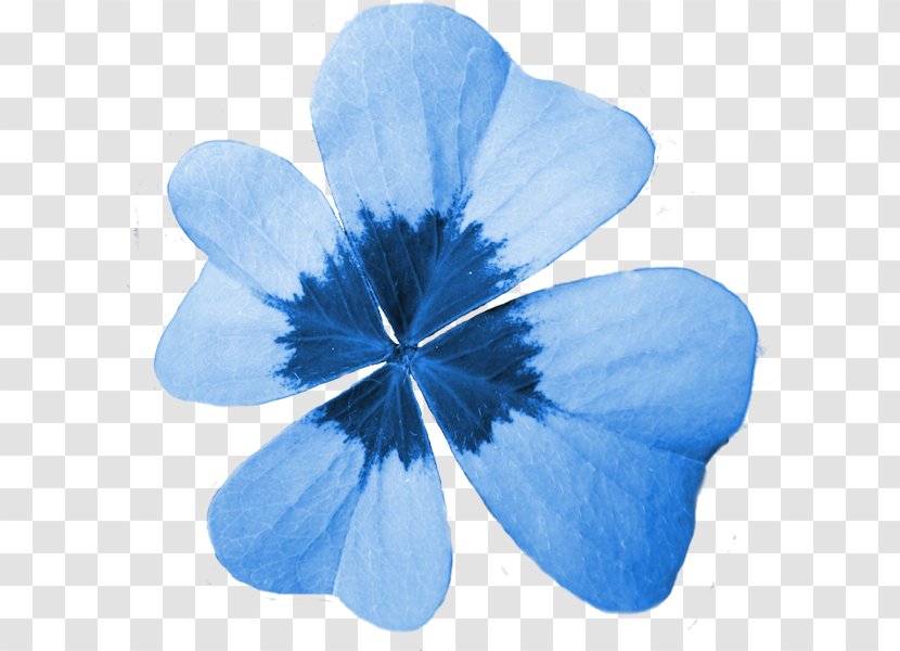 Four-leaf Clover Quatrefoil Blue Luck - Flower Transparent PNG