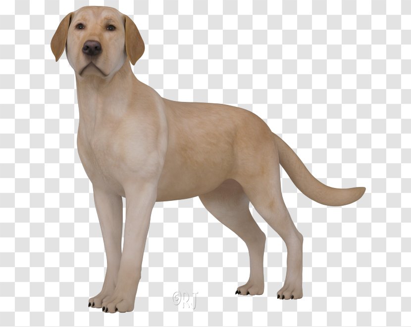 Labrador Retriever Broholmer Puppy Dog Breed Companion - Ancient Breeds Transparent PNG