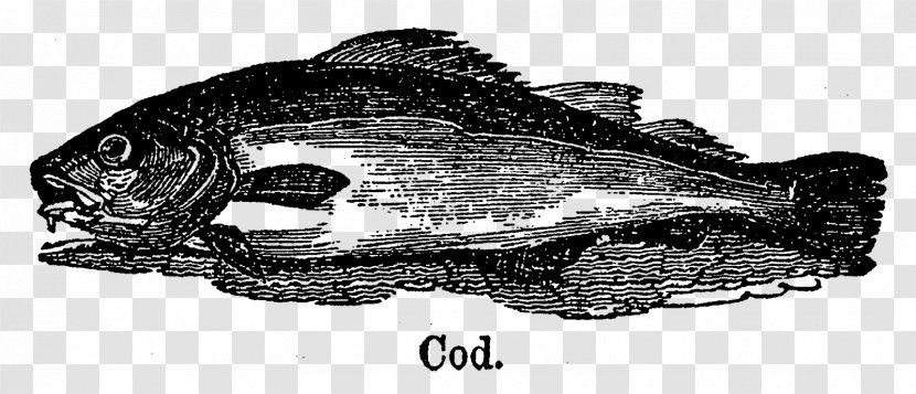 Jaw White Fish - Organism Transparent PNG