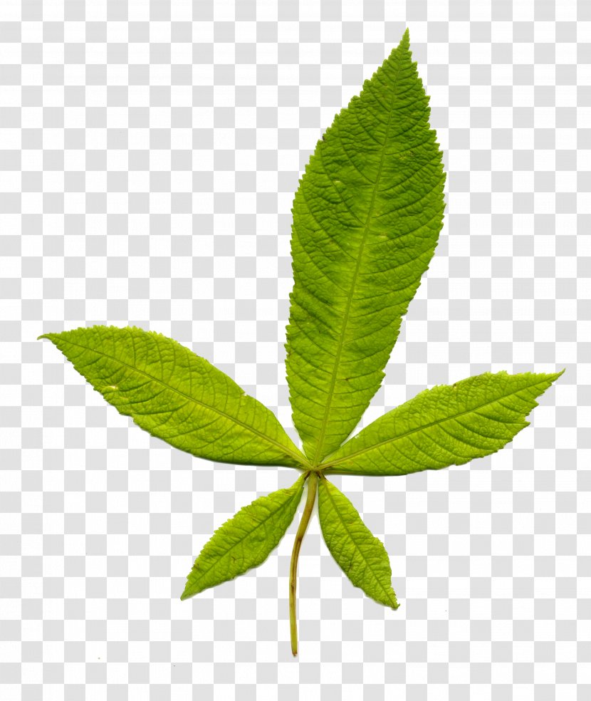 Leaf Plant Stem Wikipedia Information - Quiz Transparent PNG