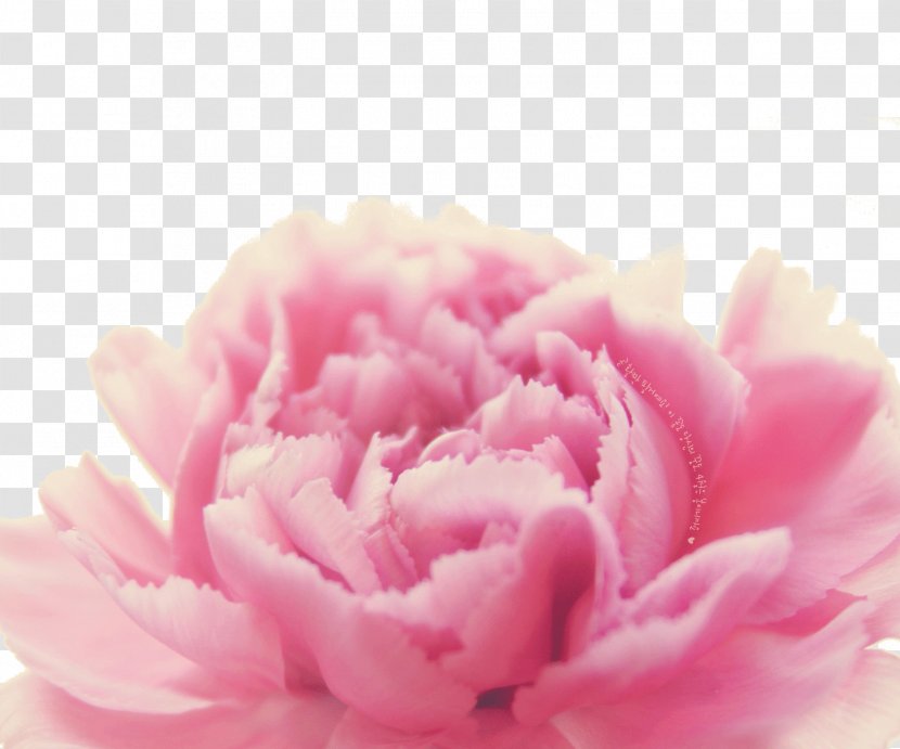 Centifolia Roses Petal Carnation Close-up Peony - Rose Family - Plant Transparent PNG