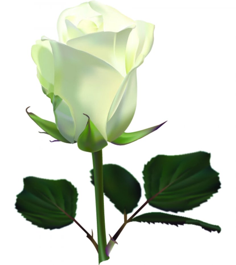 Rose Flower Clip Art - Hybrid Tea Transparent PNG