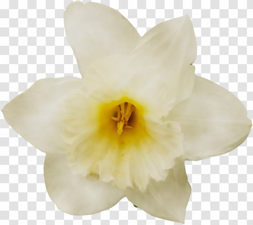 Narcissus Cattleya Orchids Moth - Perennial Plant Transparent PNG