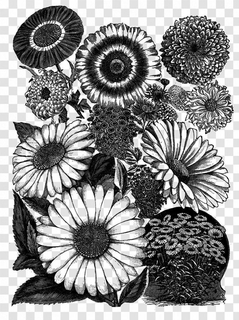 Practical Science For Gardeners Visual Arts Drawing Black And White - Petal - Botanical Flowers Transparent PNG