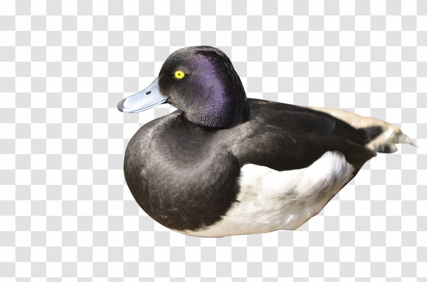 Mallard Duck Raster Graphics - Black-necked Transparent PNG