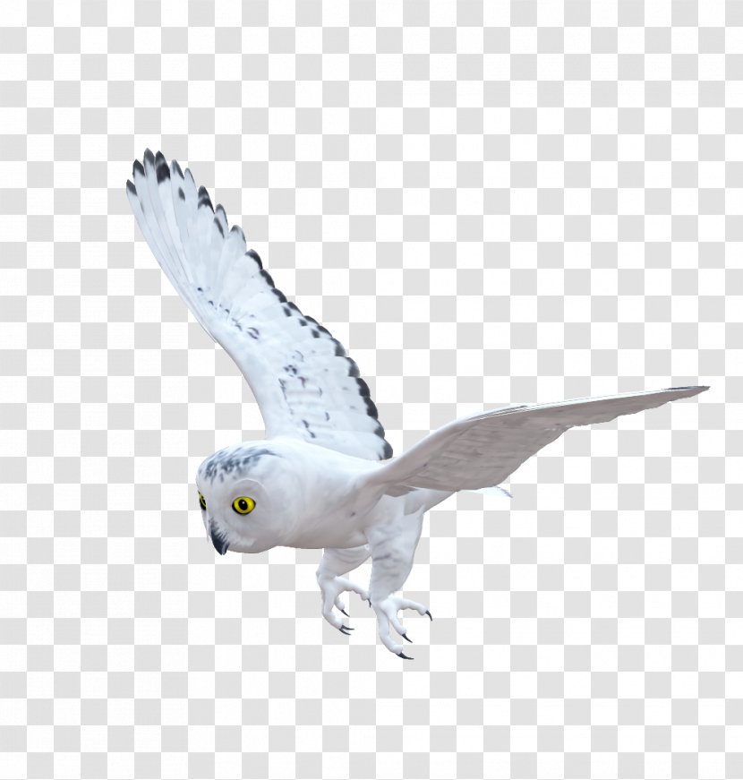 Bird Of Prey Owl Beak Fauna - Organism Transparent PNG