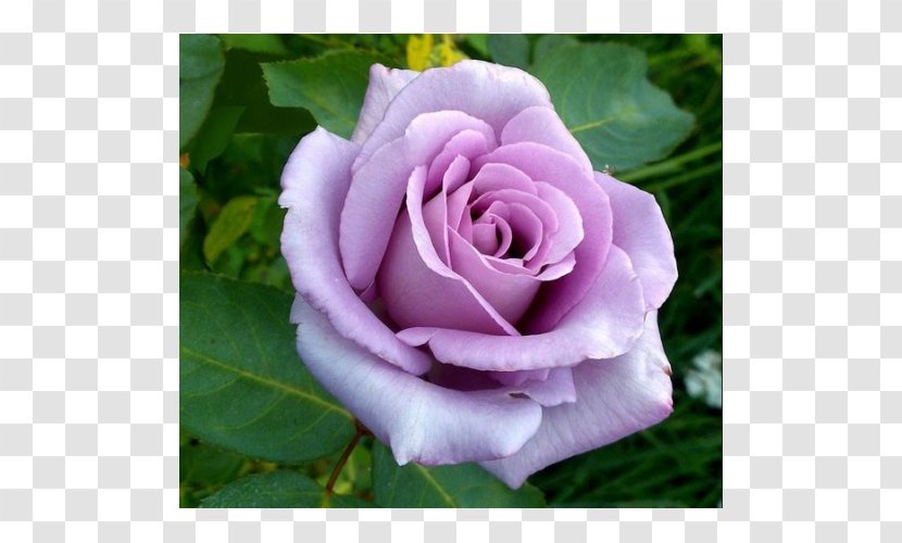 Hybrid Tea Rose Garden Roses Blue - Rosa Gallica Transparent PNG