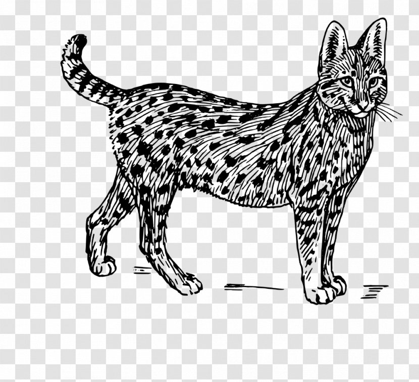 Savannah Cat Serval Wildcat Clip Art - Visual Arts - Elephants Clipart Transparent PNG