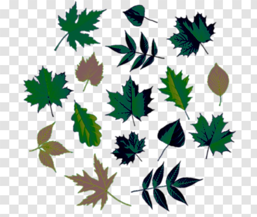 Maple Leaf Tree Euclidean Vector - Flowering Plant Transparent PNG