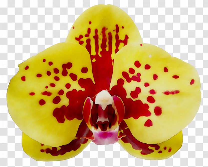 Moth Orchids - Flower - Cattleya Transparent PNG