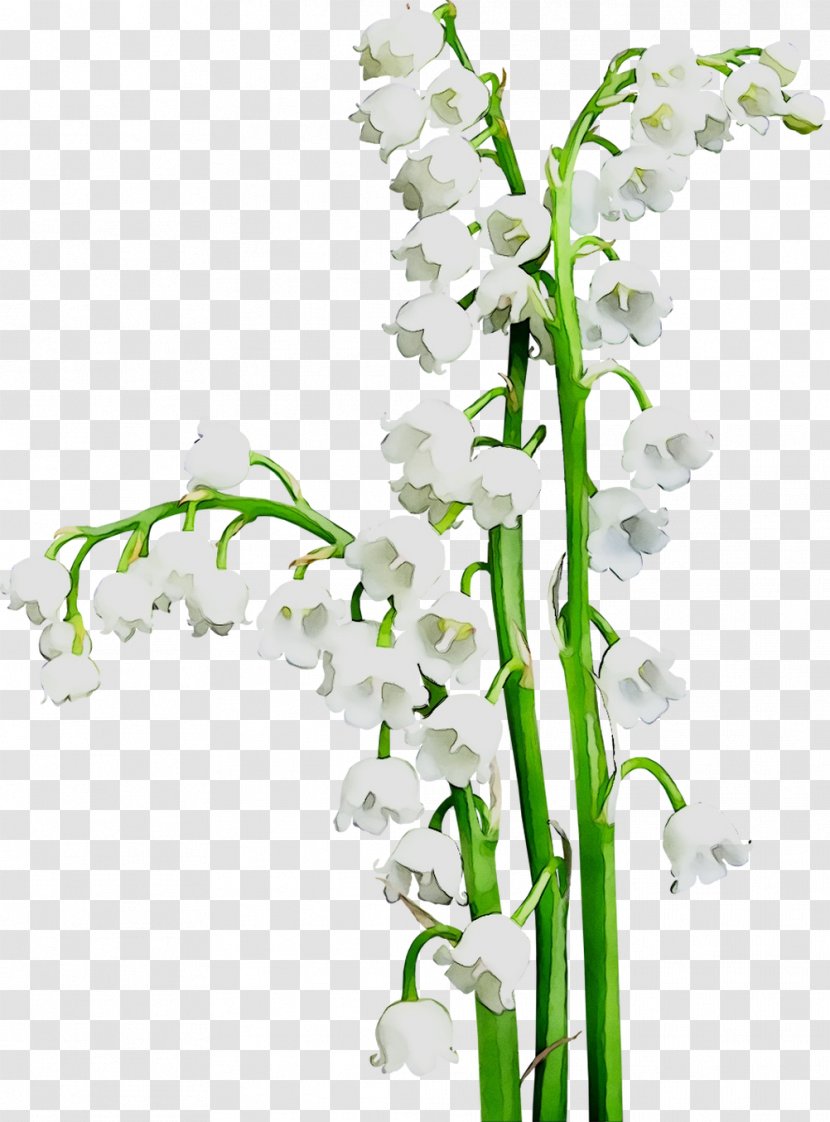Floral Design Cut Flowers Flower Bouquet Plant Stem - Arum Family Transparent PNG