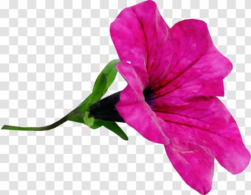 Flower Petal Bougainvillea Plant Pink - Flowering - Magenta Petunia Transparent PNG