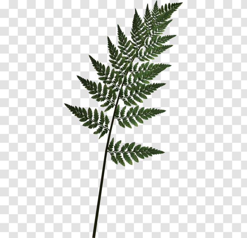 Vascular Plant Leaf Fern Tree - Equisetum Transparent PNG
