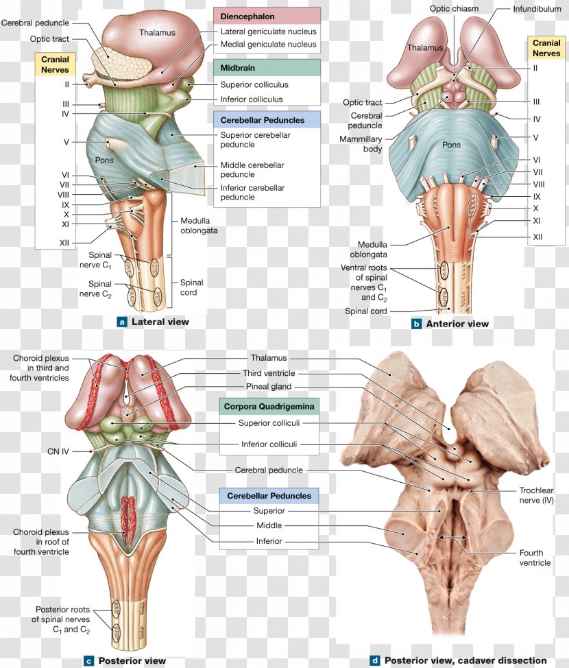 Hip Medulla Oblongata Brainstem Anatomy Spinal Cord - Cartoon - Brain Transparent PNG