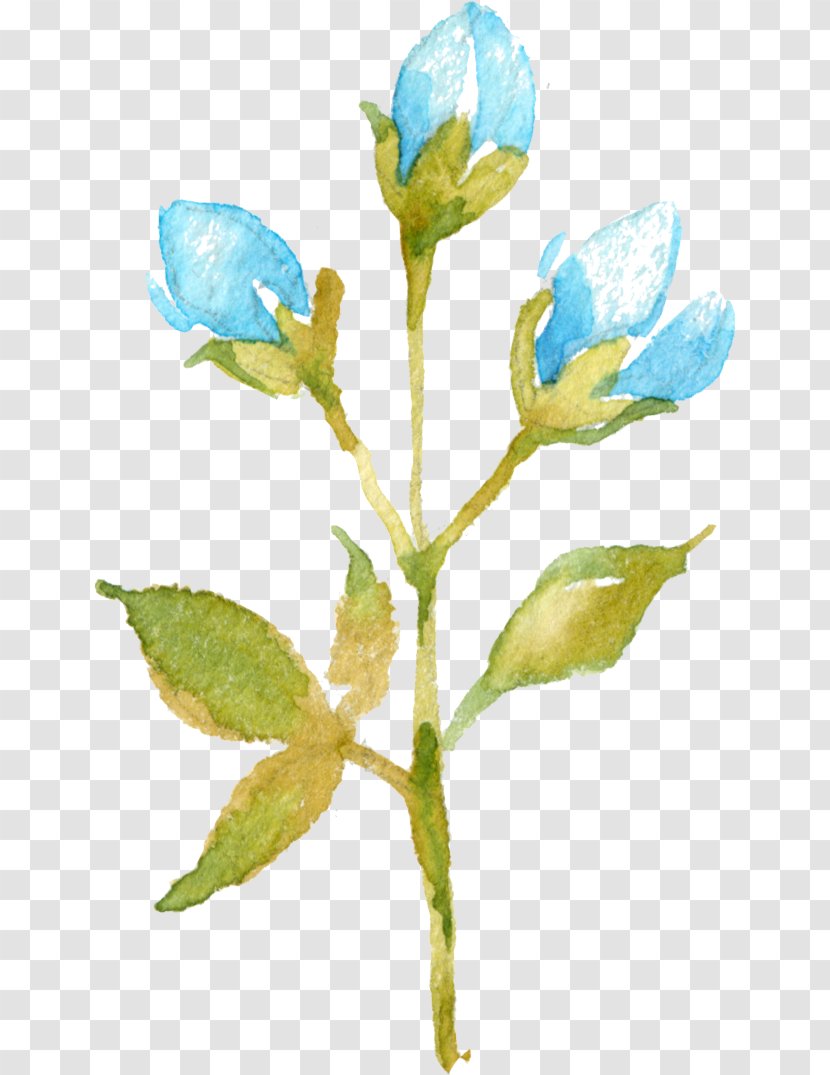 Flower Bud Plant Petal - Baby Breath Transparent PNG