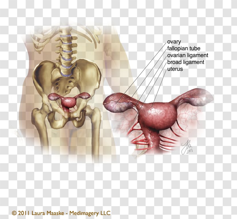 Medical Illustration Ovary Medicine Anatomy - Flower - Frame Transparent PNG