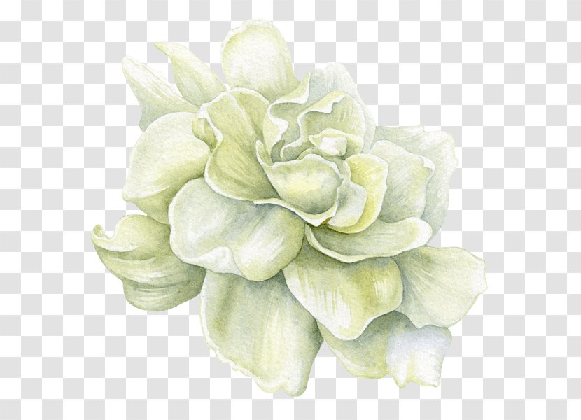 Image Painting Illustration Flower - Cut Flowers - Gardena Transparent PNG