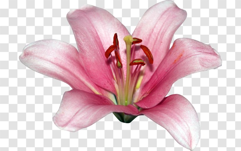 Pink M Cut Flowers Petal Daylily RTV - Flowering Plant Transparent PNG